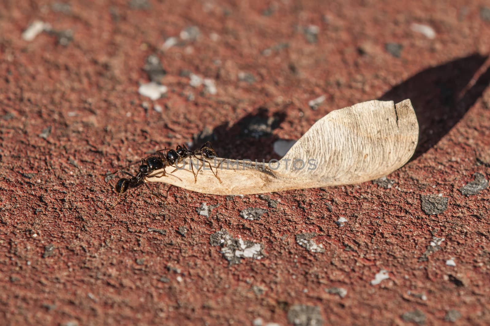 Ant pushing a big seed of maple tree