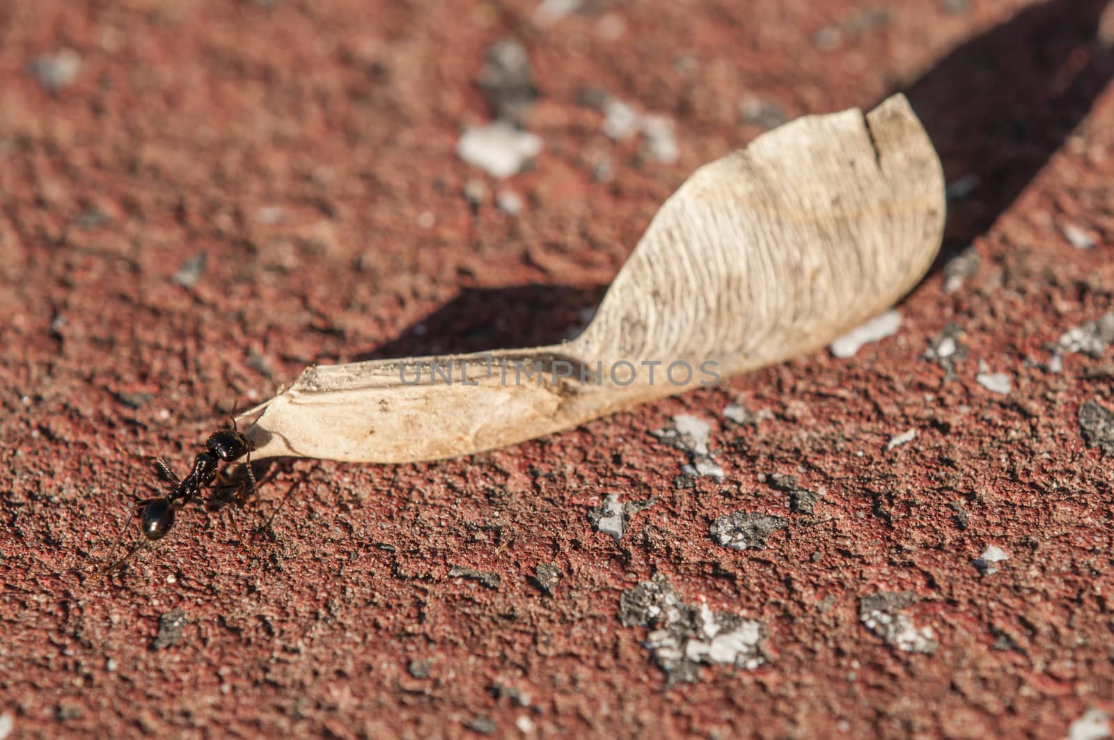 Ant with seed by AlessandroZocc