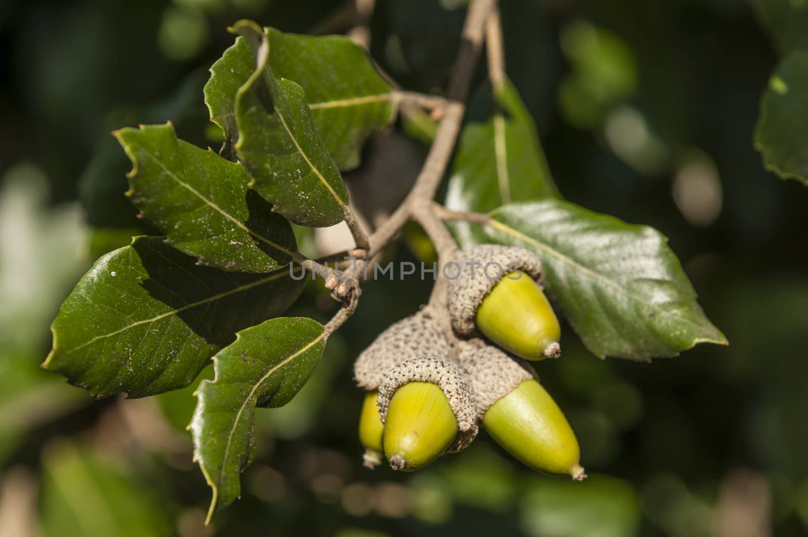 Green leaves and acorns of holm oak  by AlessandroZocc