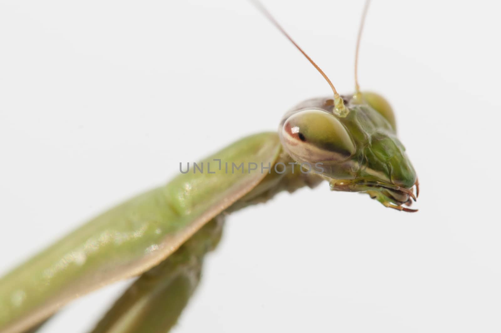 Close up of female praying mantis under the sun on white background