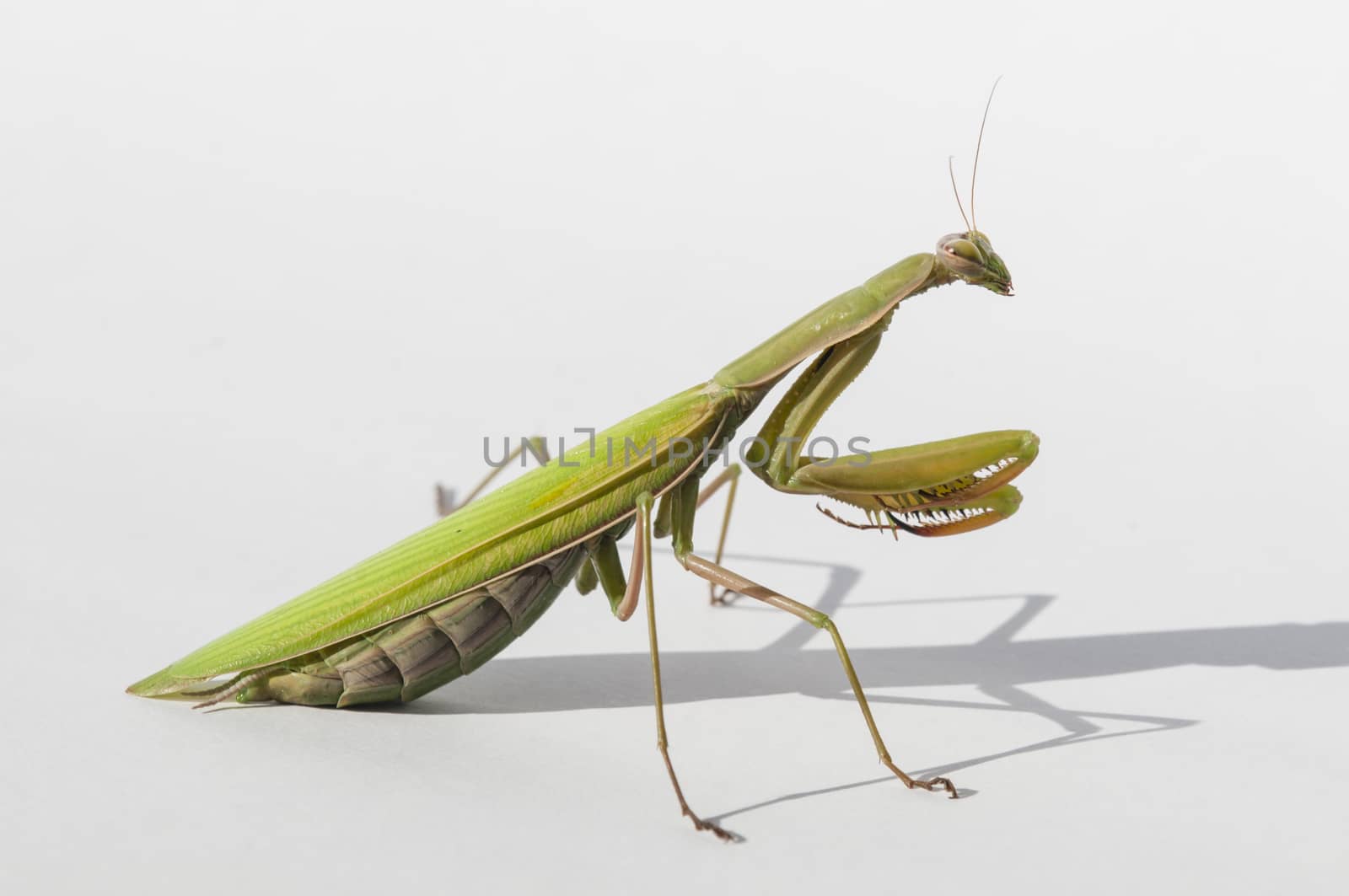 Close up of female praying mantis under the sun on white background