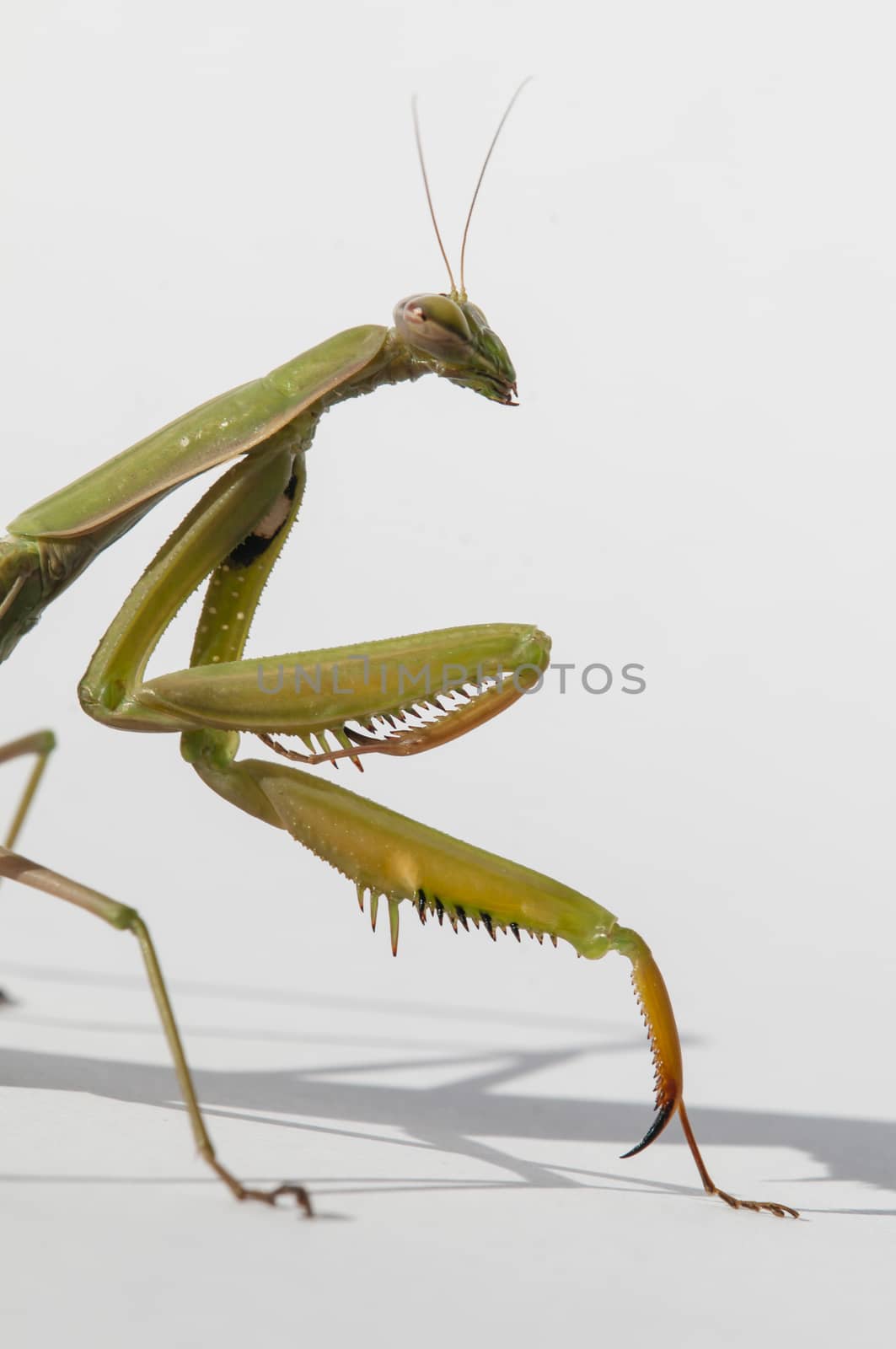 Close up of female praying mantis under the sun on white background