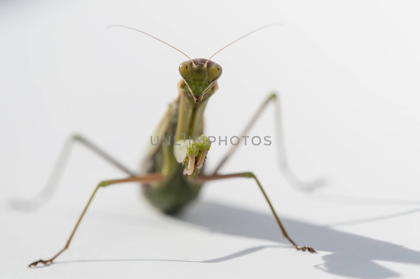 Close up of female praying mantis under the sun on white background