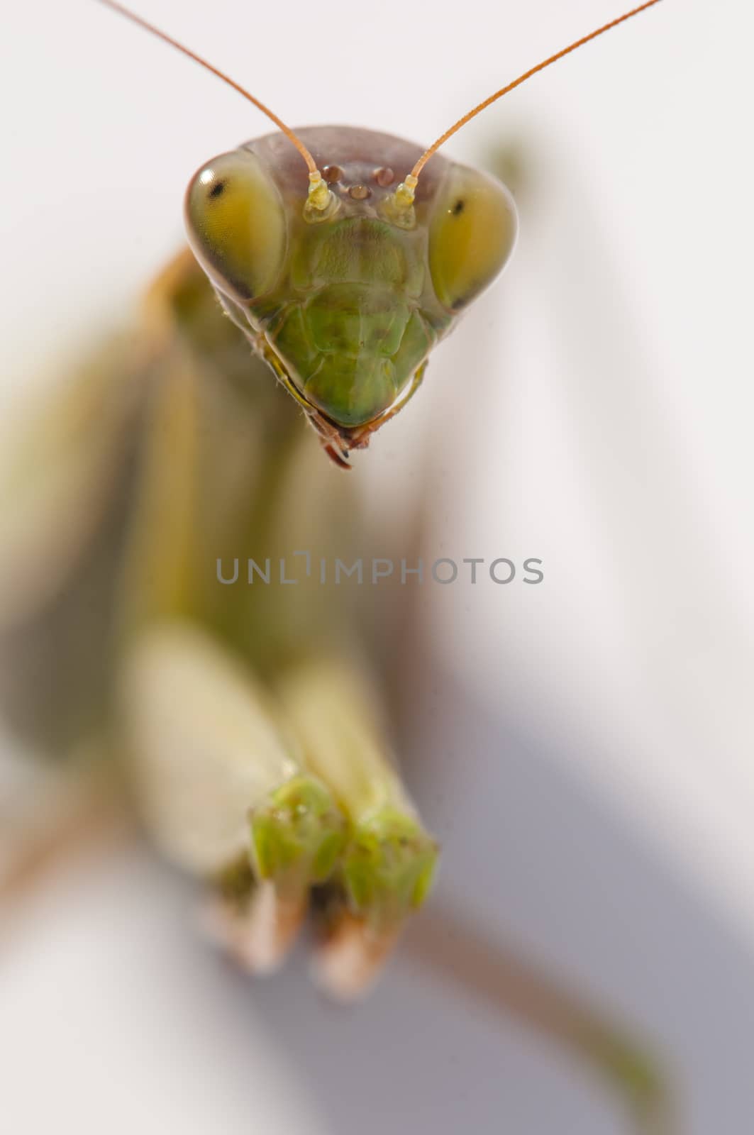 Close up of female praying mantis by AlessandroZocc