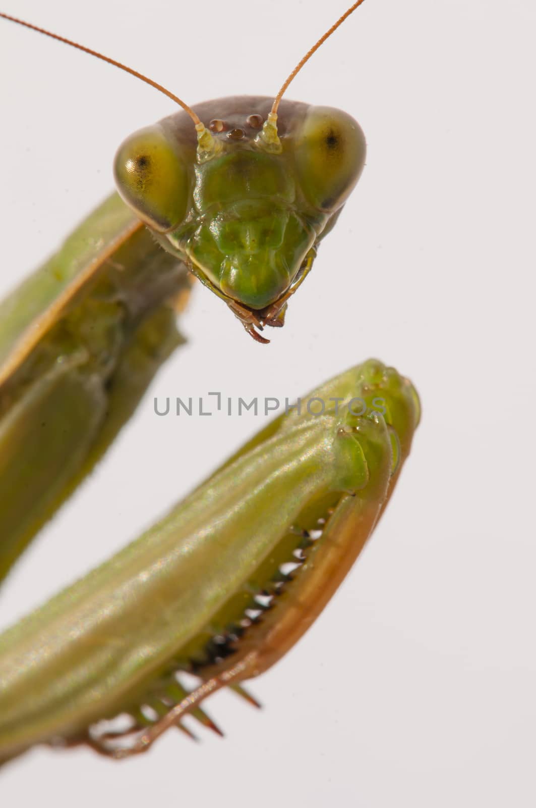 Close up of female praying mantis by AlessandroZocc