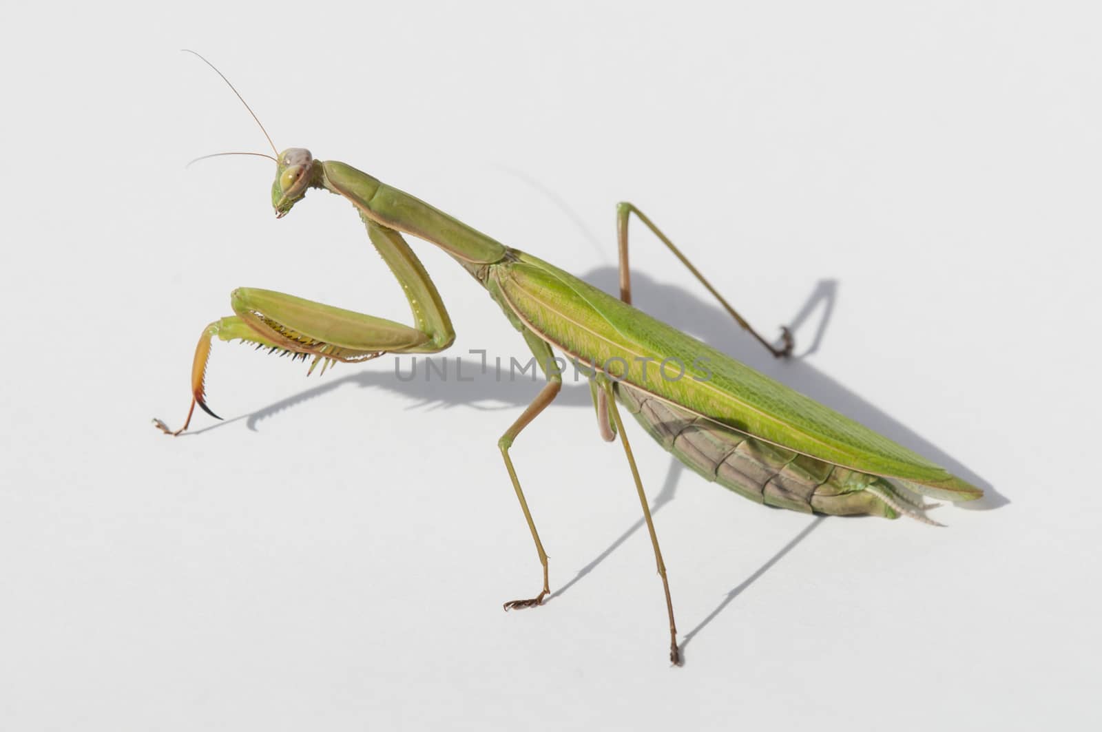 Close up of female praying mantis under the sun on white background