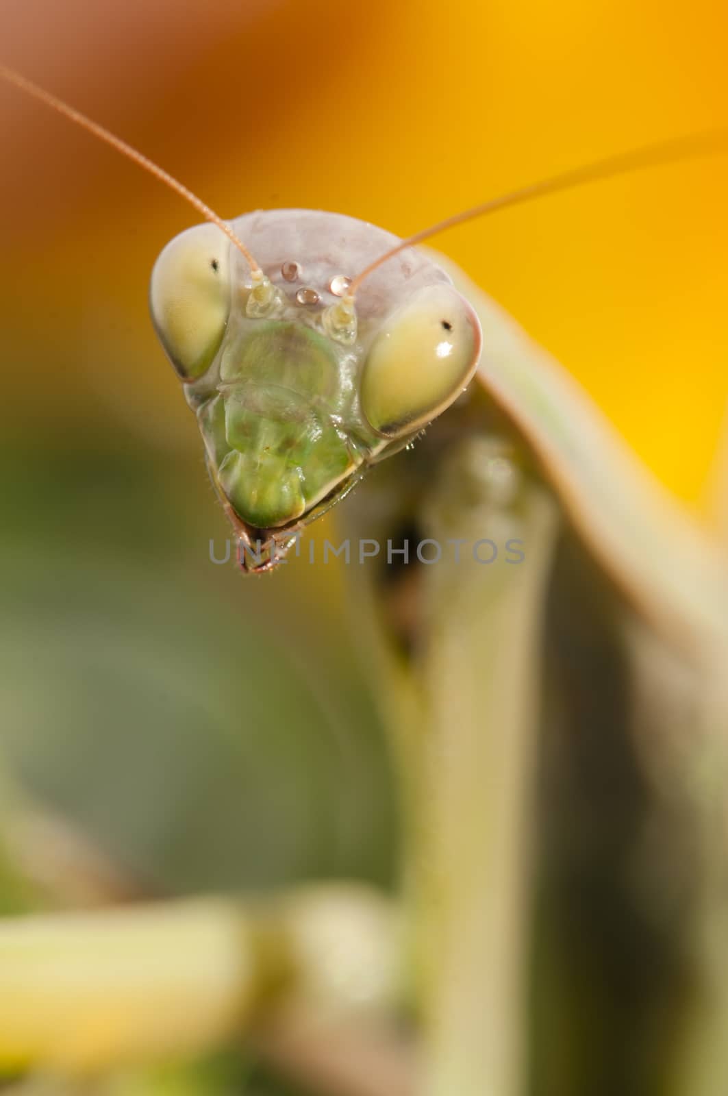 Close up of female praying mantis under the sun on colorful background