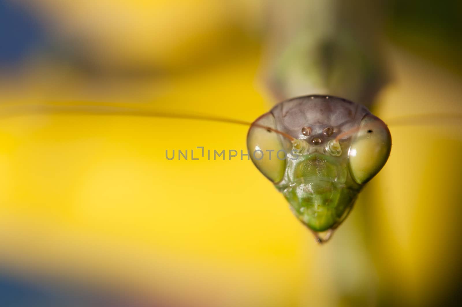 Close up of female praying mantis under the sun on colorful background