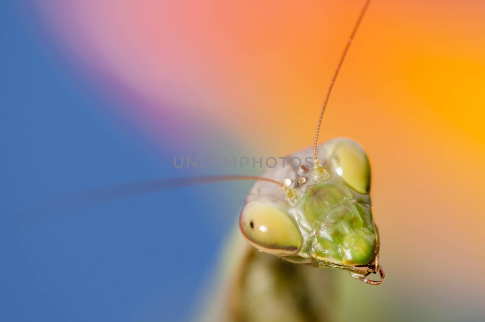 Close up of female praying mantis under the sun on colorful background