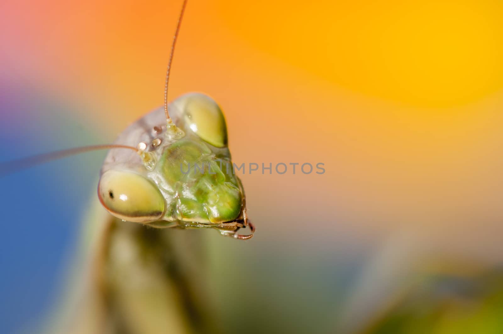 Close up of female praying mantis under the sun on colorful background