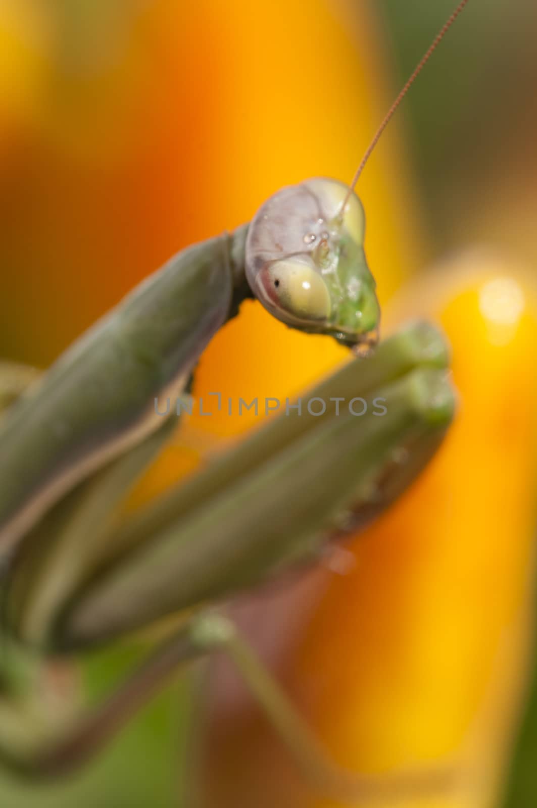 Close up of female praying mantis by AlessandroZocc