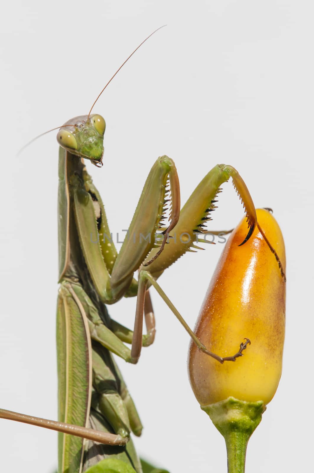 Close up of female praying mantis under the sun on colorful background