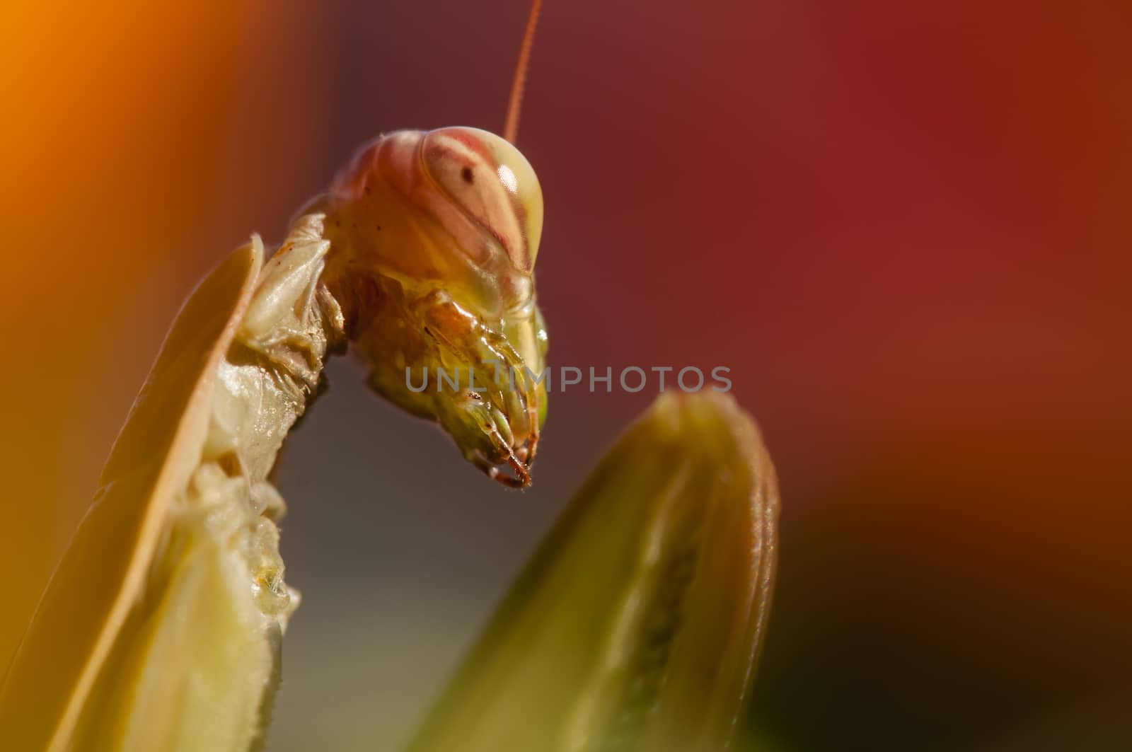 Close up of female praying mantis under the sun on colorful background