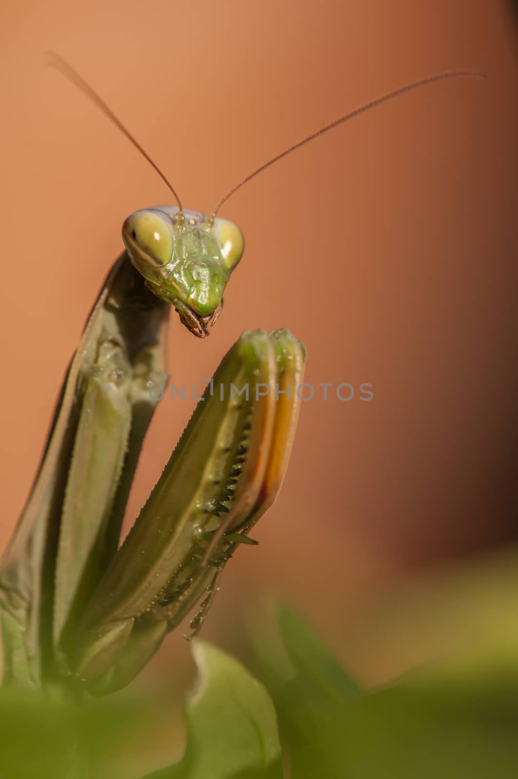 Close up of female praying mantis under the sun on colorful background