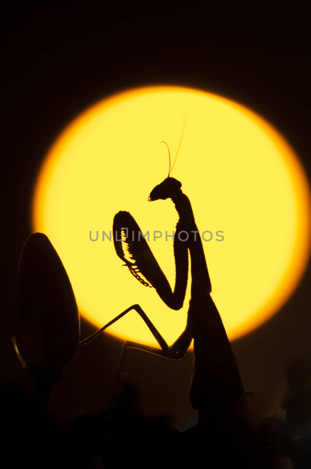 Close up of female praying mantis against sun background