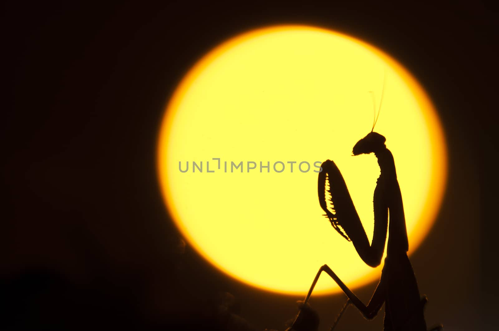 Close up of female praying mantis against sun background