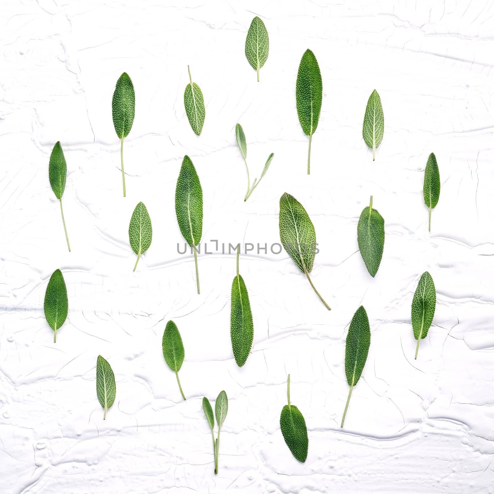 Closeup  fresh sage leaves on white wooden background . Alternative medicine fresh salvia officinalis with flat lay.