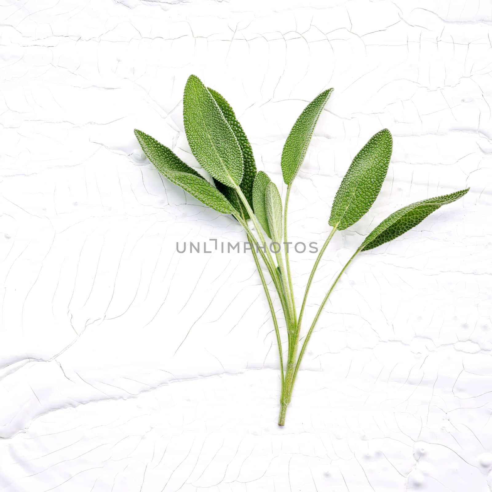 Closeup branch fresh sage leaves  on white wooden background . A by kerdkanno