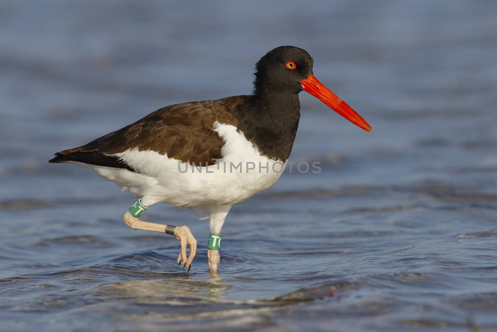 American Oystercatcher foraging in a Florida tidal pool by gonepaddling