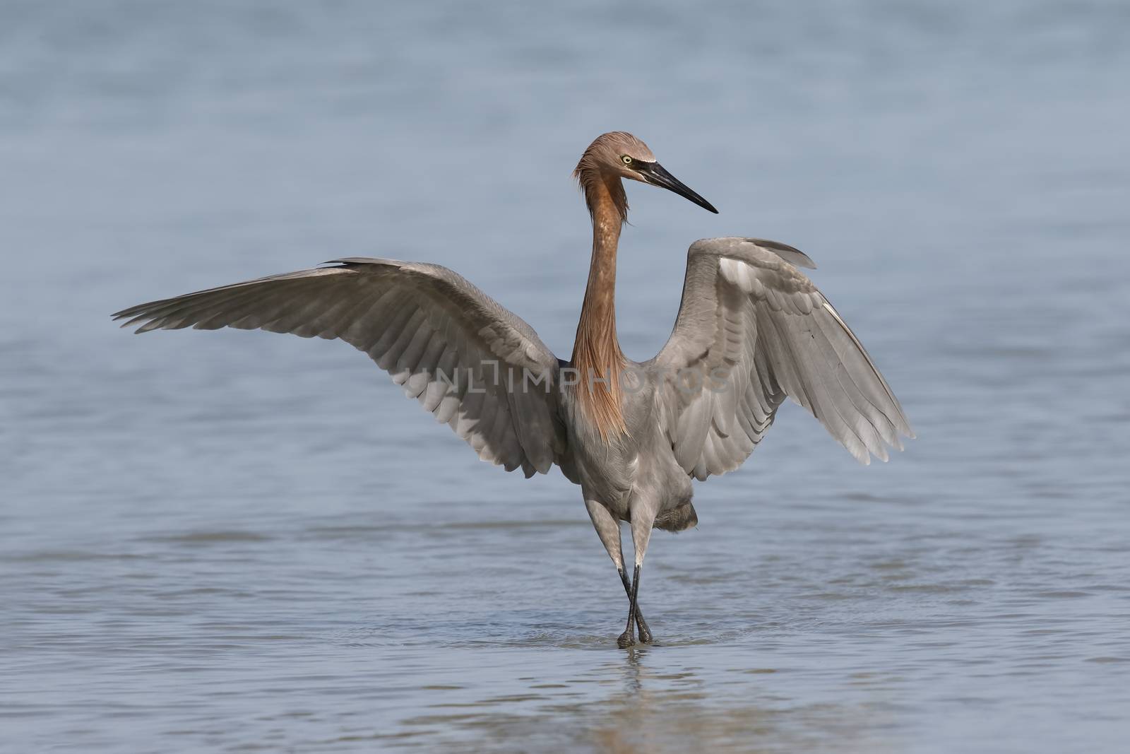 Reddish Egret foraging in a Florida tidal pool  by gonepaddling