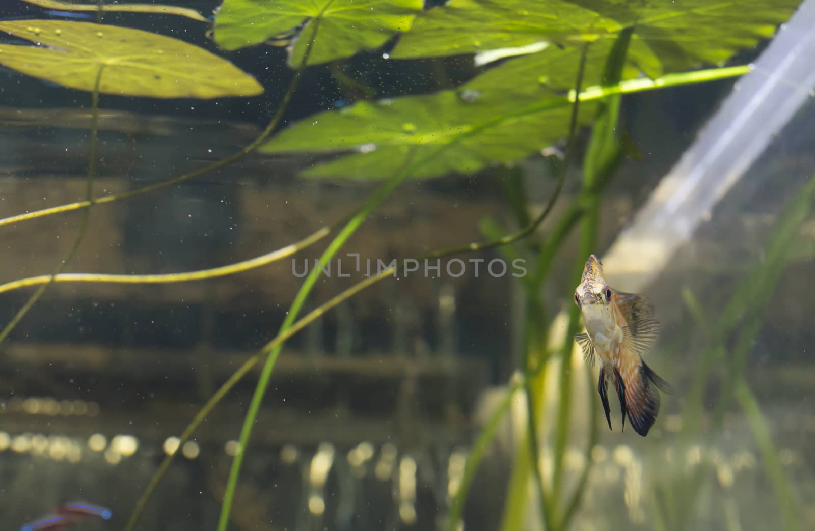 Orange pigeon blood discus fish (Symphysodon discus) in an aquarium