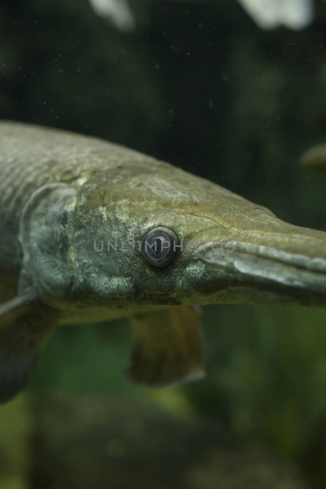 Close up of an alligator gar (Atractosteus spatula)