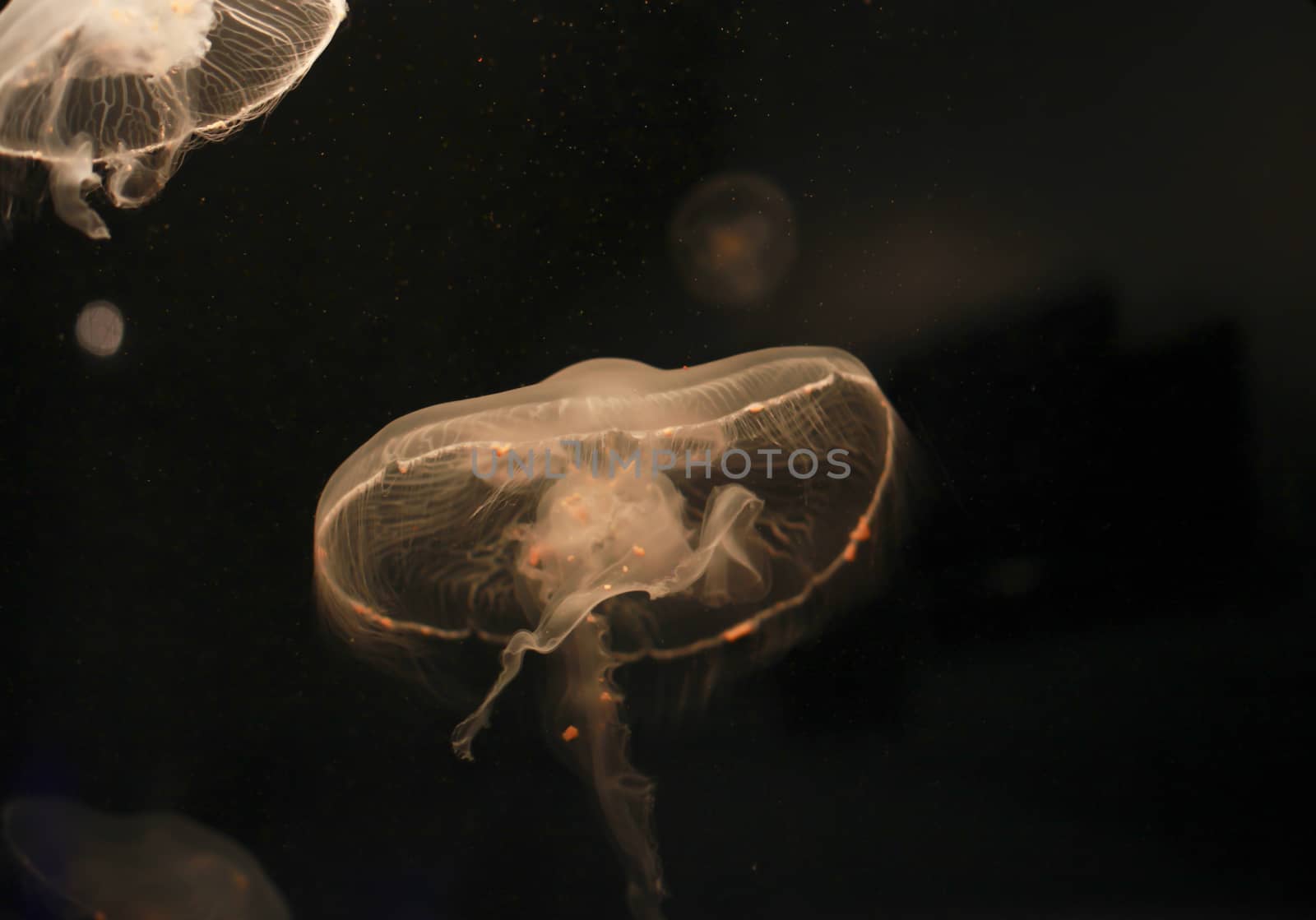 Close up of jellyfish