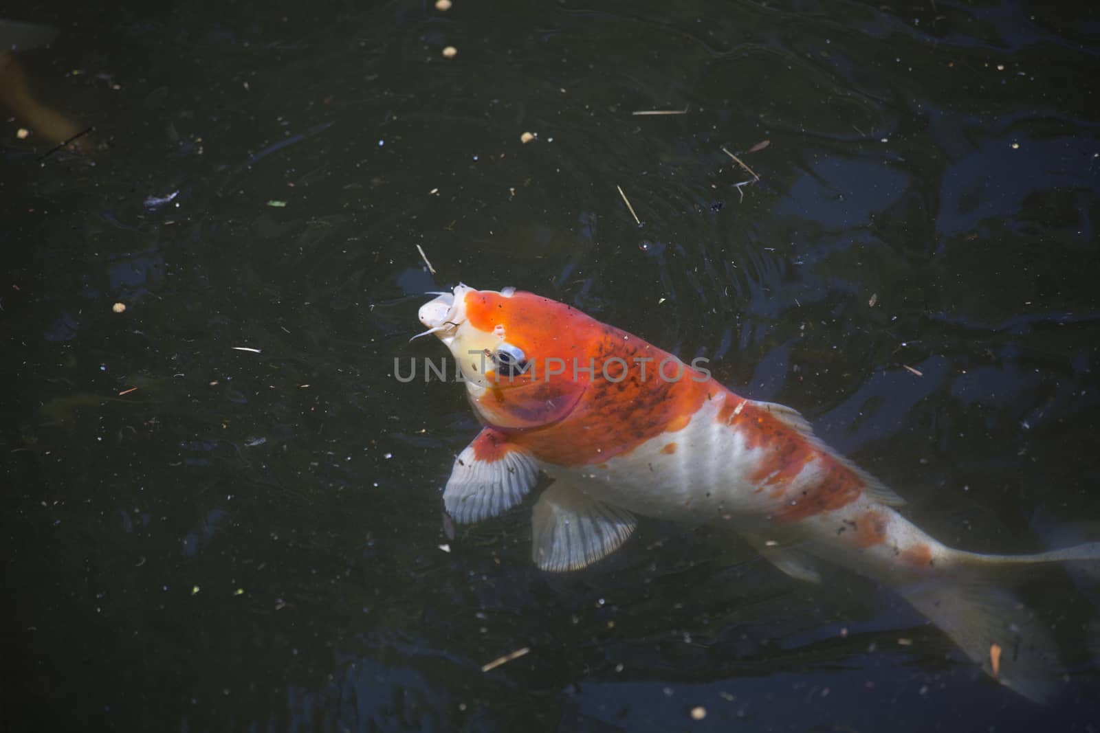 Koi (Cyprinus carpio), also called nishikigoi, swimming toward food pellets at the top of the water