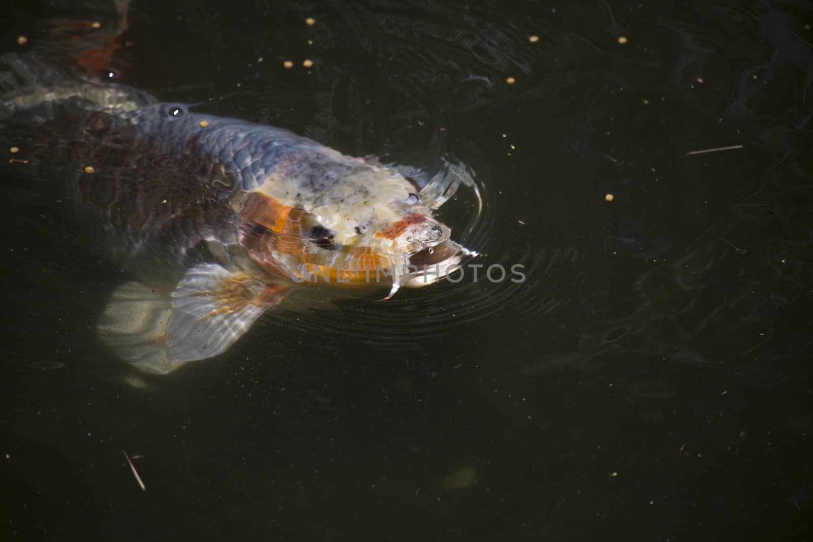 Koi (Cyprinus carpio), also called nishikigoi, swimming toward food pellets at the top of the water