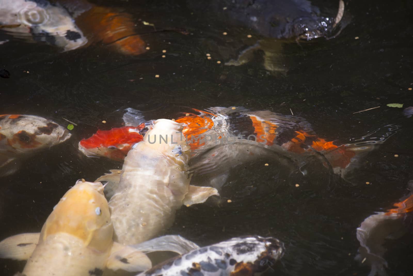 Koi (Cyprinus carpio), also called nishikigoi, fighting for food on the surface