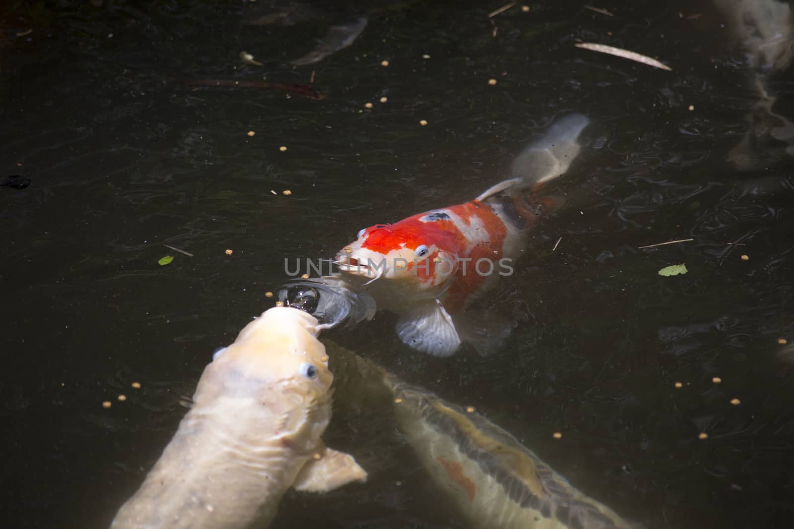 Koi (Cyprinus carpio), also called nishikigoi, fighting for food on the surface