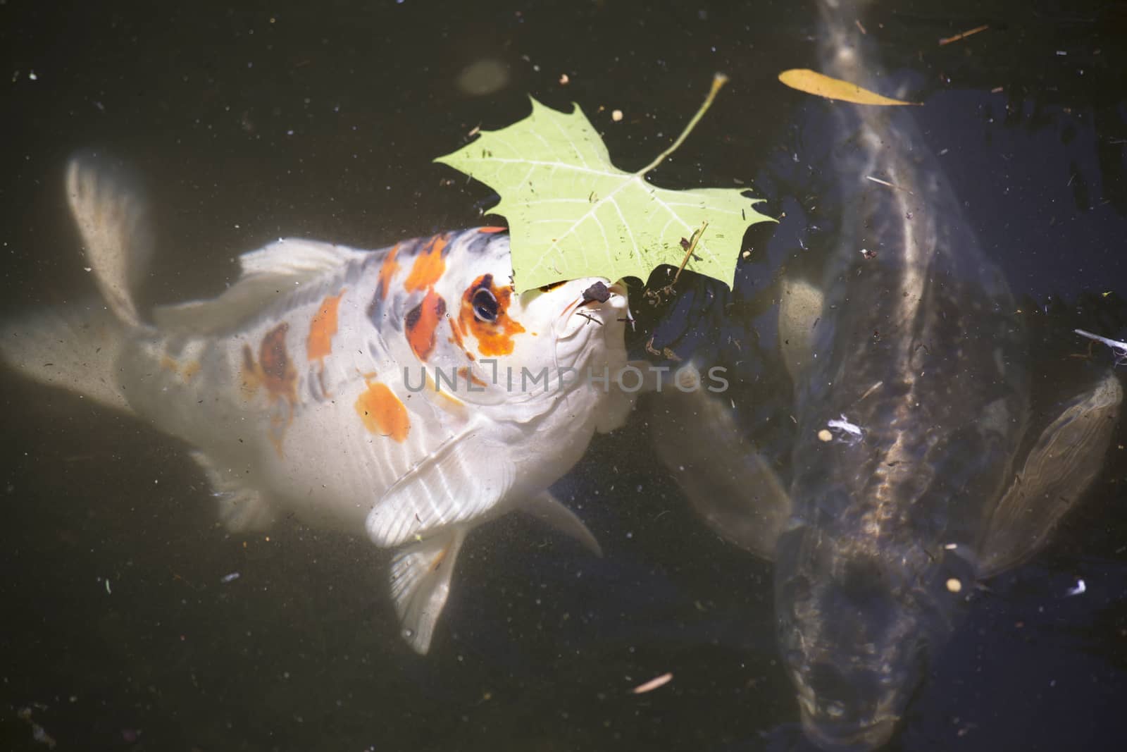 Koi (Cyprinus carpio), also called nishikigoi, swimming toward food pellets at the top of the water