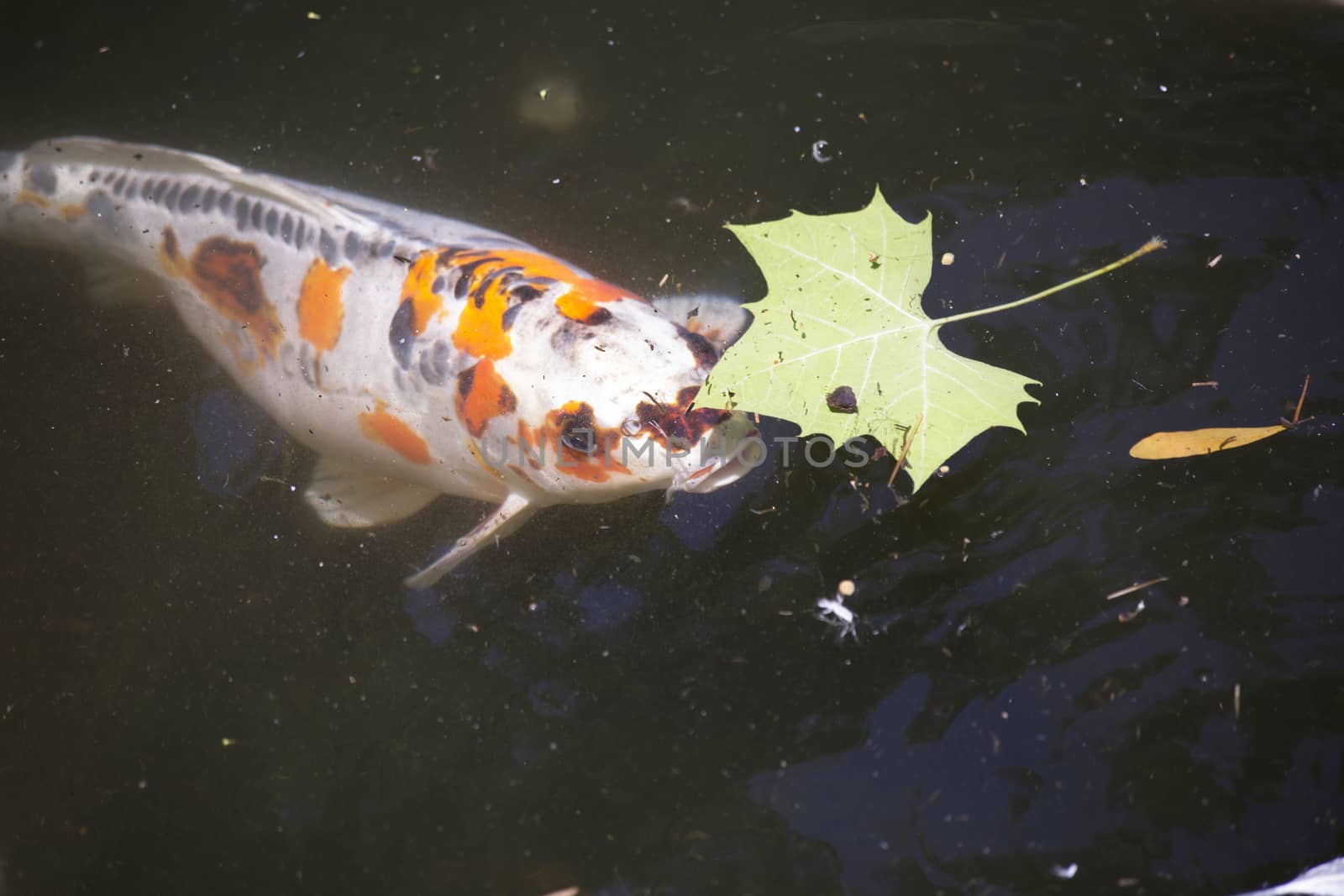 Koi (Cyprinus carpio), also called nishikigoi, swimming toward food pellets at the top of the water