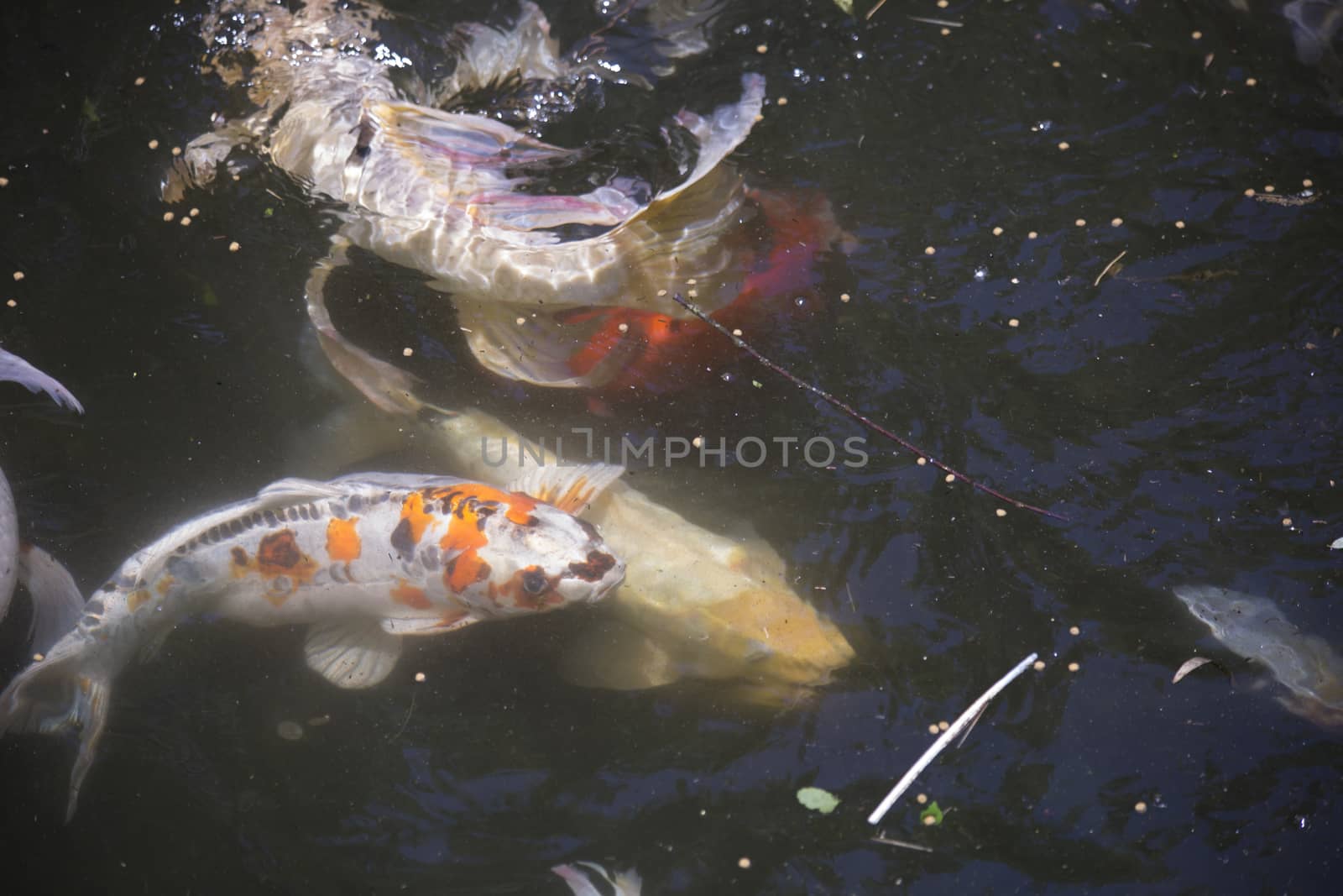 Koi (Cyprinus carpio), also called nishikigoi, swimming toward food pellets at the top of the water