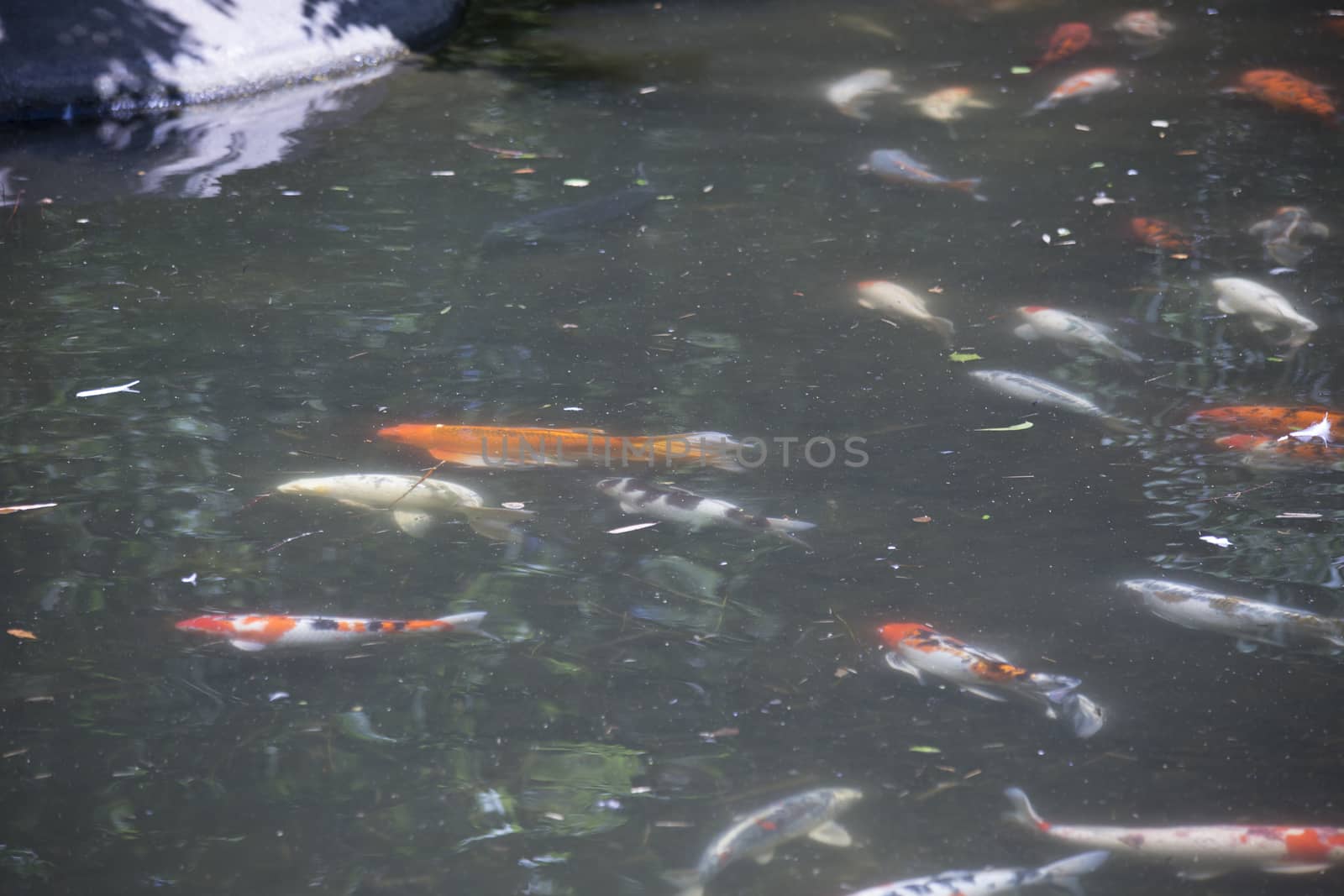 Koi (Cyprinus carpio), also called nishikigoi, swimming