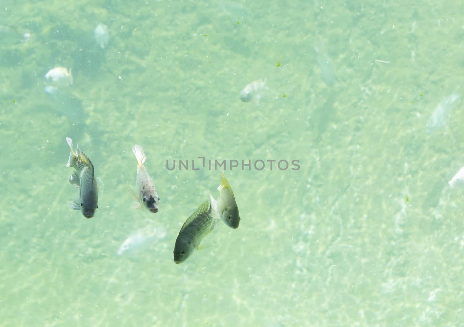 Zambezi river fish in freshwater