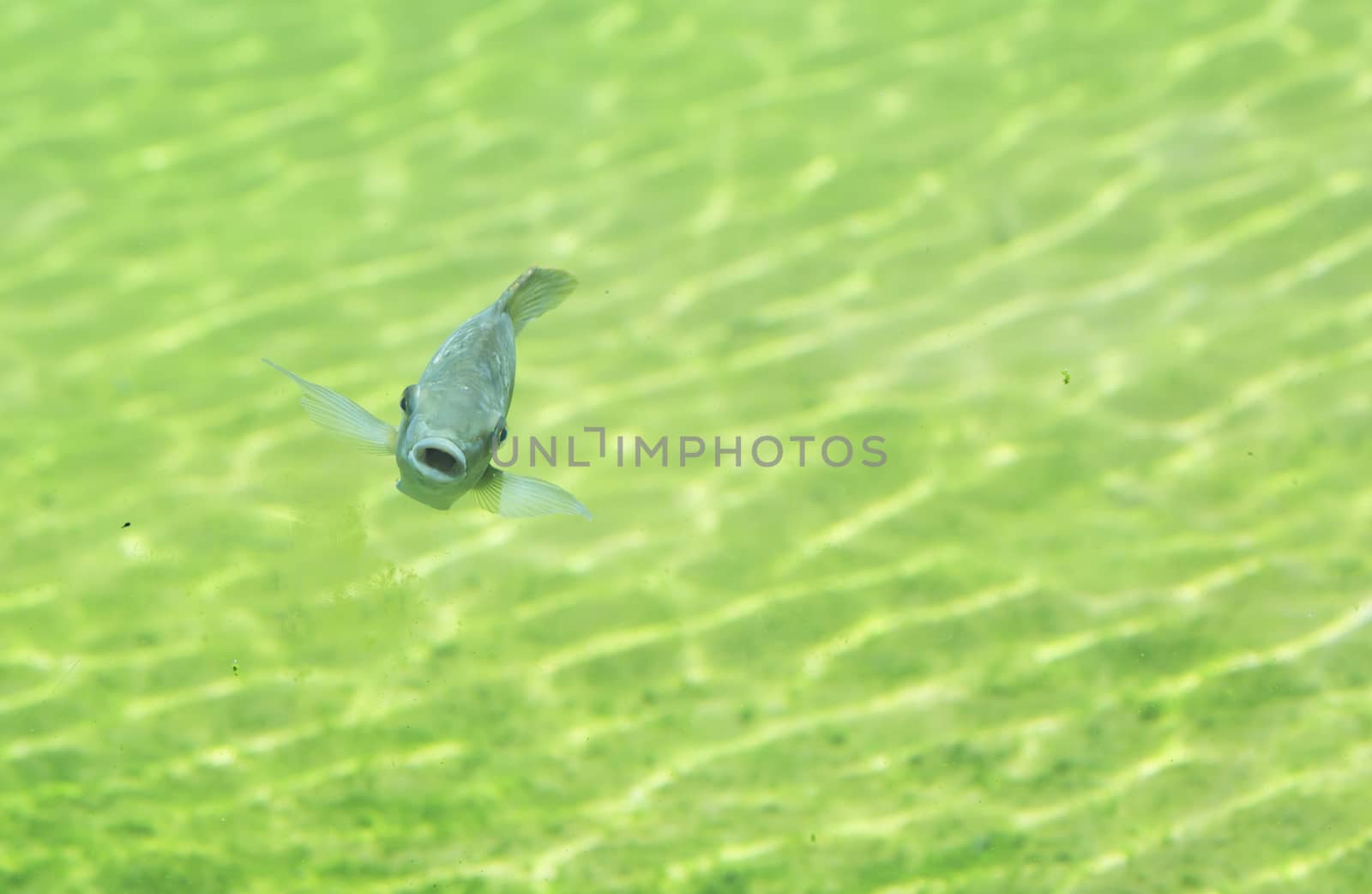 Zambezi river fish in freshwater