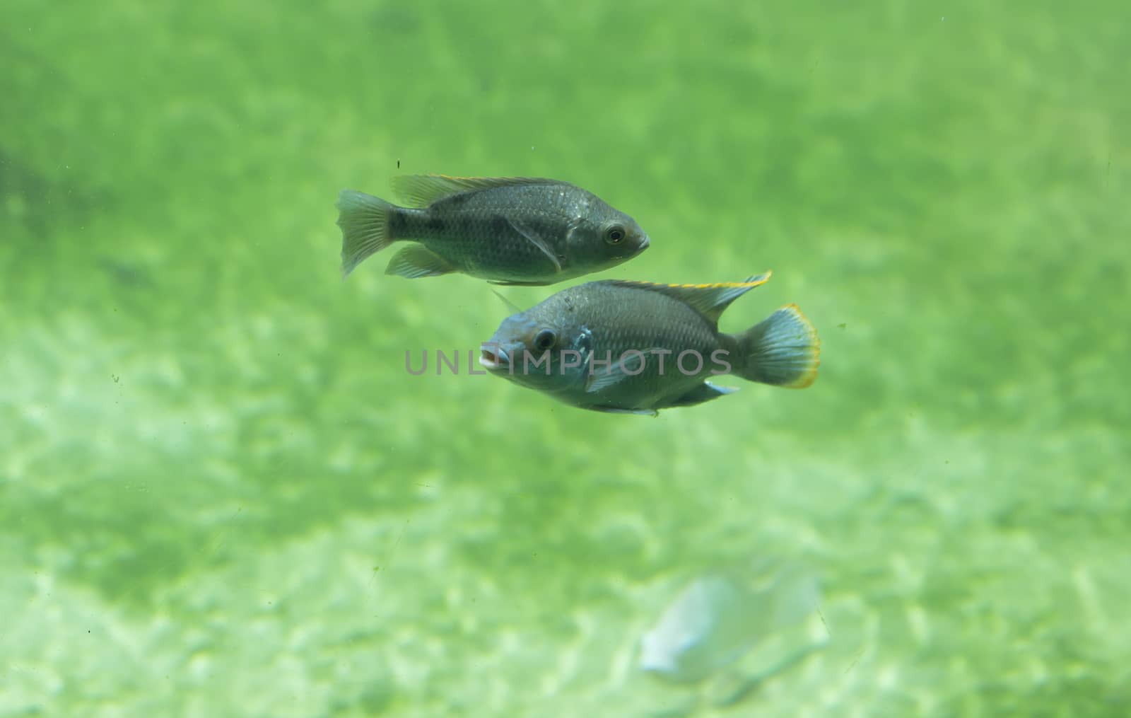 Zambezi river fish in freshwater