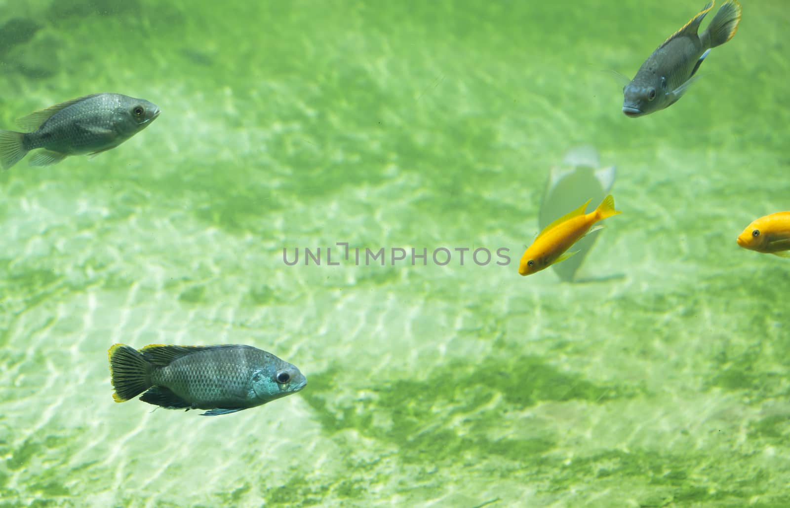 Zambezi river fish in freshwater