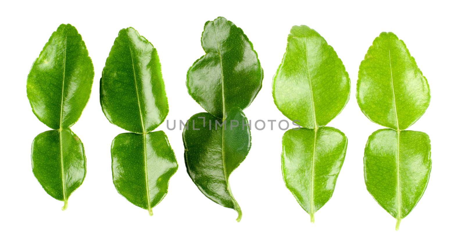 Arrangement of Five Fresh Crunchy Kaffir Lime Leafs In a Row isolated on White background