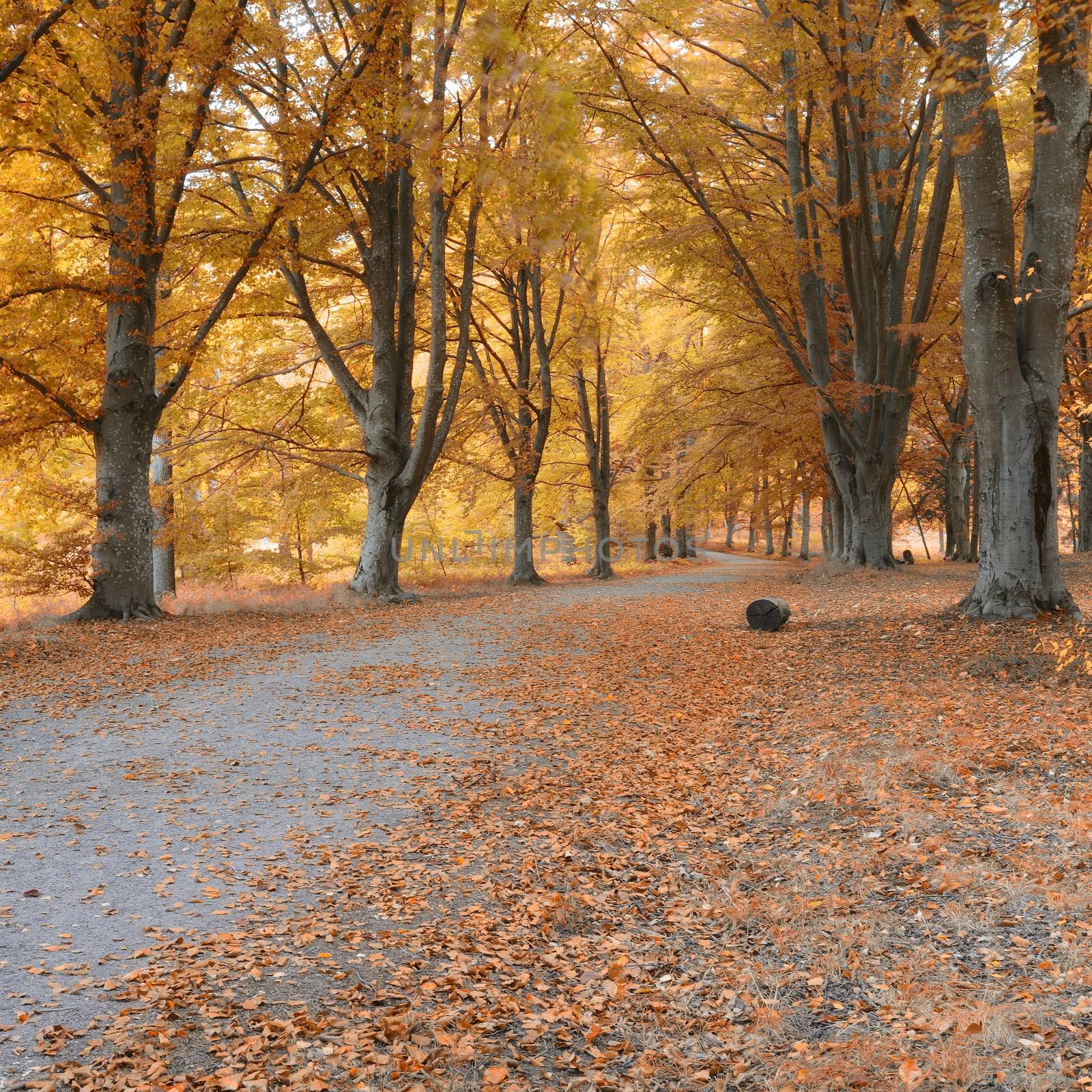 Beautiful autumn forest in Ekero - Sweden.