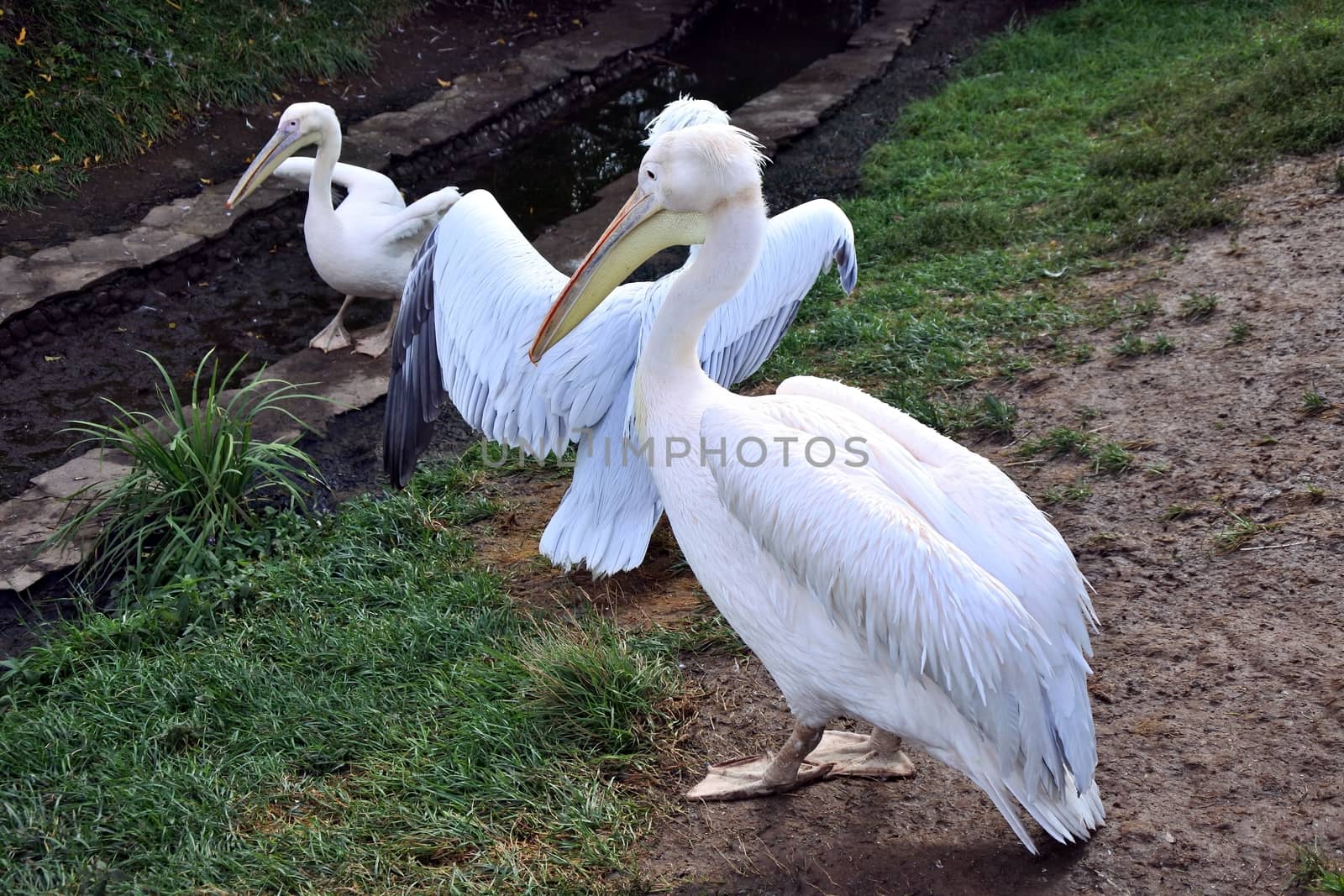 White pelican in a zoo by valerypetr