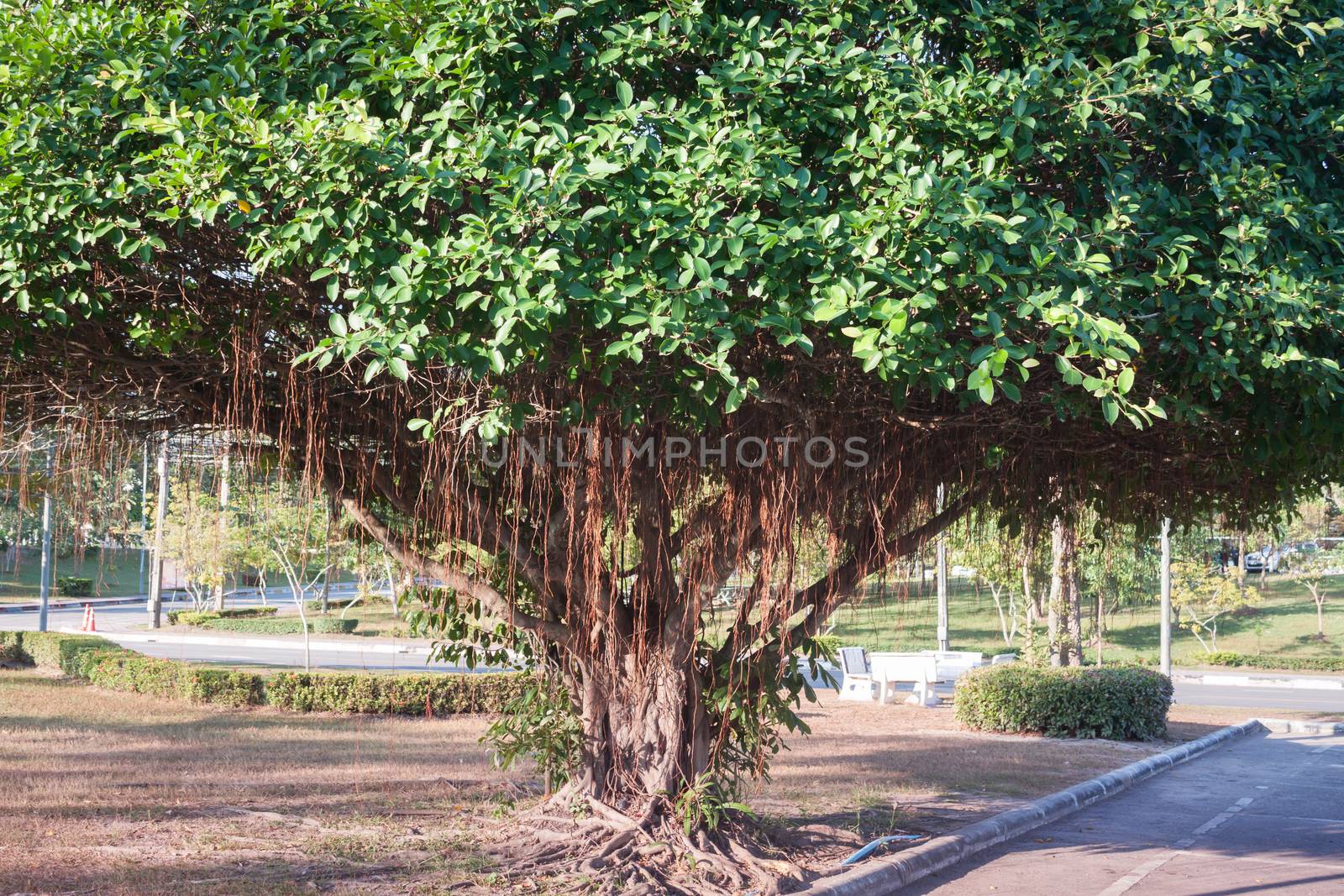 Big tree in green field, stock photo