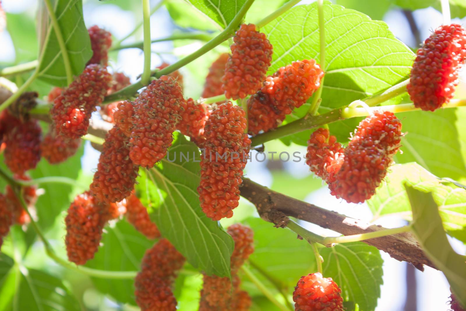 Red mulberries on the branch by punsayaporn