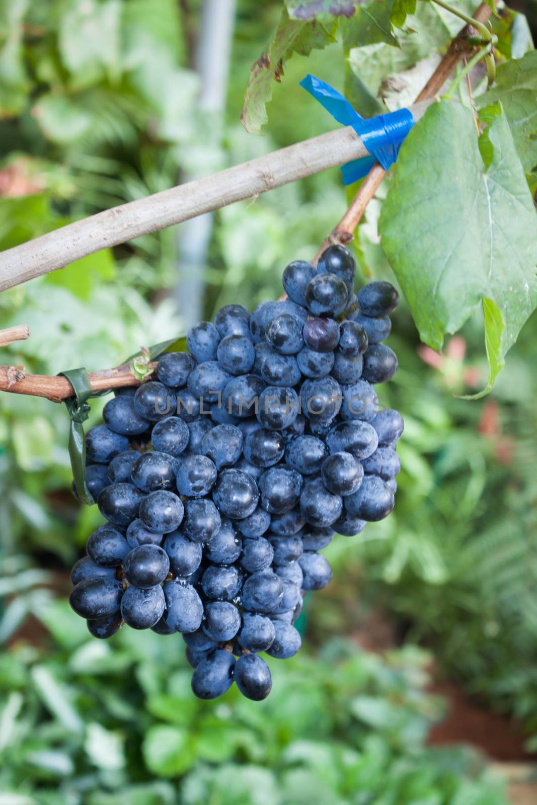 Bunches of grapes hang from a vine by punsayaporn