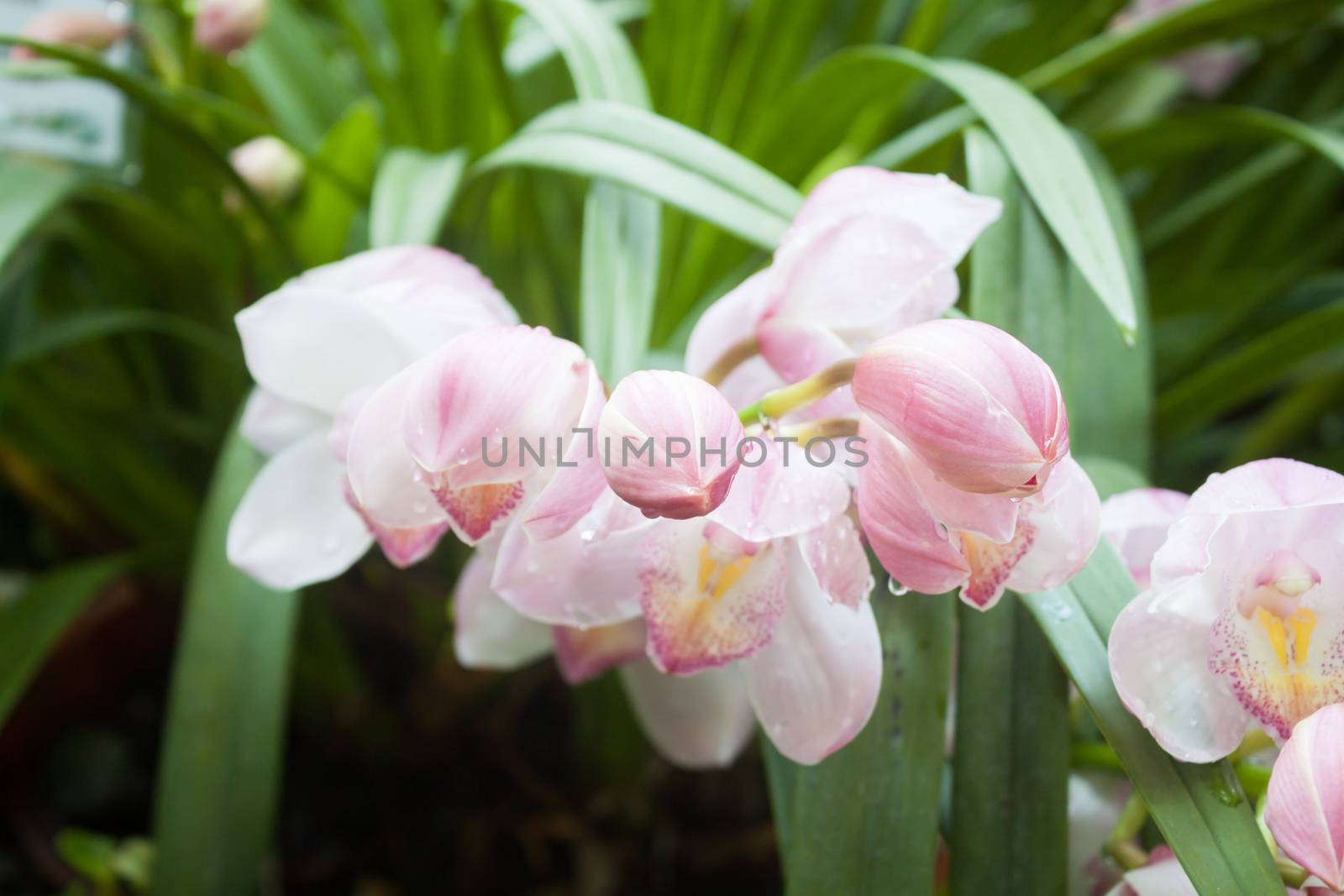 Pink flowers with water drop, stock photo