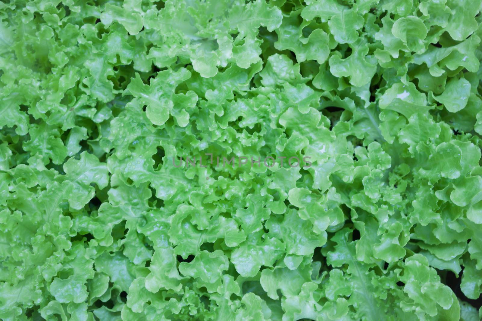 Top view of fresh green lettuce by punsayaporn