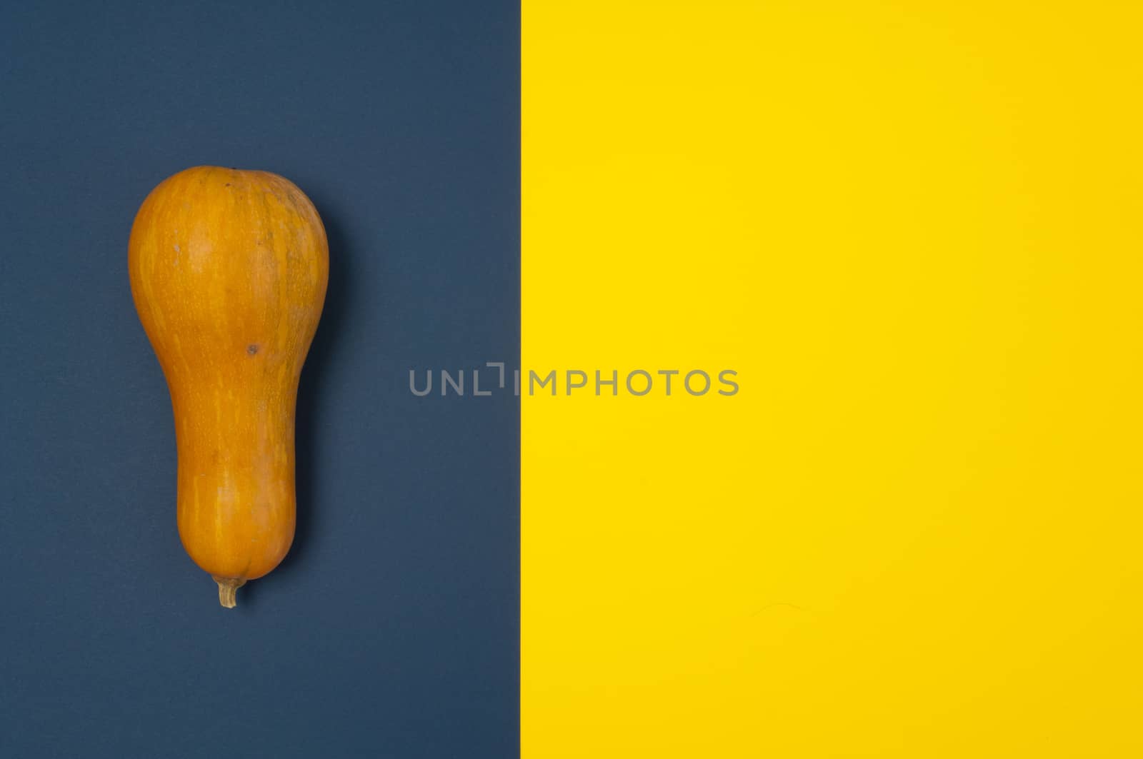 Butternut squash isolated on blue and yellow split background with copy space
