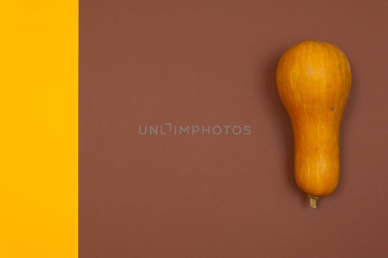 Butternut squash isolated on brown and yellow split background by horizonphoto