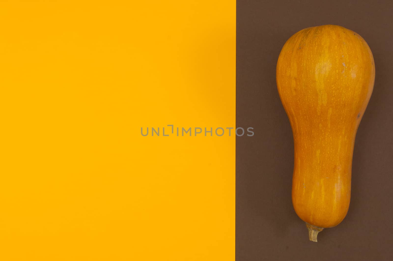 Butternut squash isolated on brown and orange split background with copy space